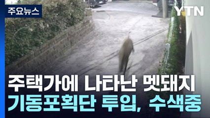 대구, 멧돼지 주택가에 나타나 주민 2명 부상 / YTN