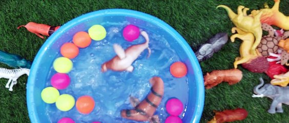 Animals jungle animals