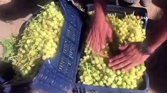 Début des vendanges sans pépins à Denizli
