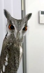 Owl Stare Down