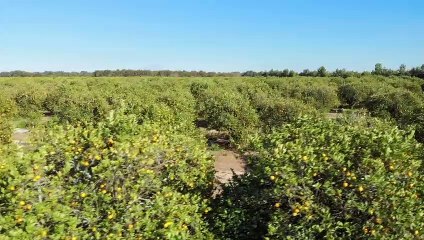 Les chasseurs de la nuit Bande-annonce (EN)