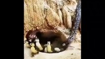 Yavrularını kurtarıp kendini pitona feda eden anne ördek, izlenme rekoru kırdı
