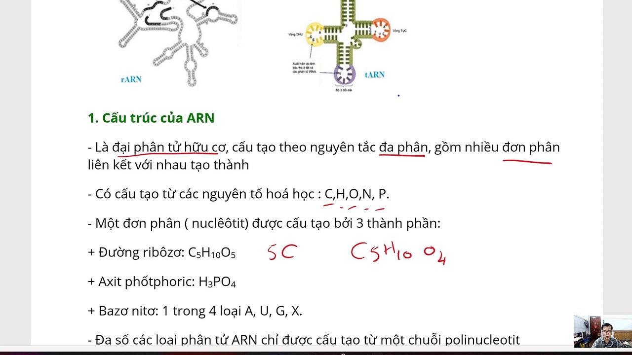 Sinh 10 - Ôn tập Axit Nuleic