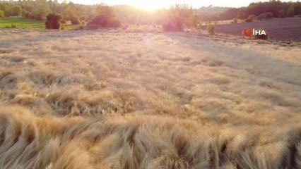 Buğdayın atası 'siyez'de hasat dönemi başladı