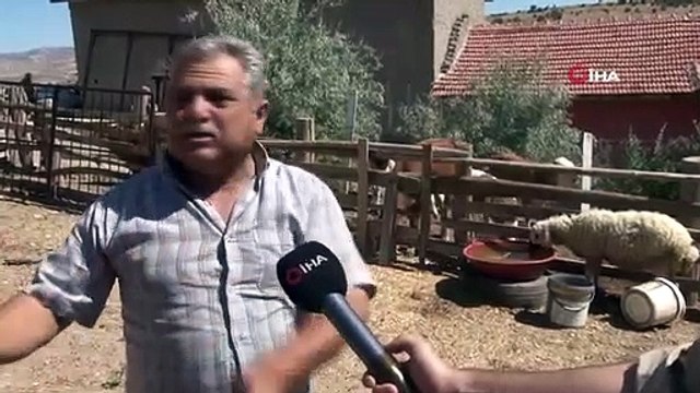 Des chiens errants ont tué 5 moutons dans la capitale