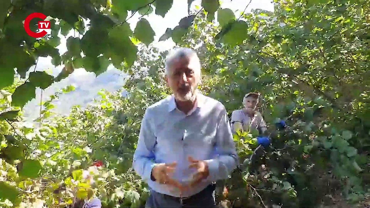 Mustafa Adıgüzel üretici ile bahçeye girdi: 'Fındık fiyatını açıklamaya utanıyorlar!'