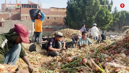 جنون البصل.. حكاية ذات الكوم أشهر قرية لزراعته بالجيزة