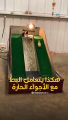 شاهد كيف يستمتع البط بالأجواء الحارة