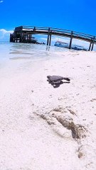 Kura-kura kecil berenang