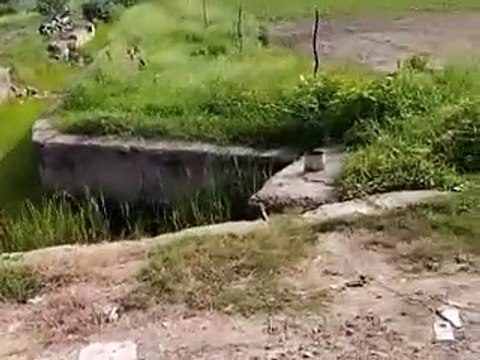 पानी के अभाव में सूखने लगी धान की फसल, नहरों में टेल तक नहीं पहुंचा पानी-video