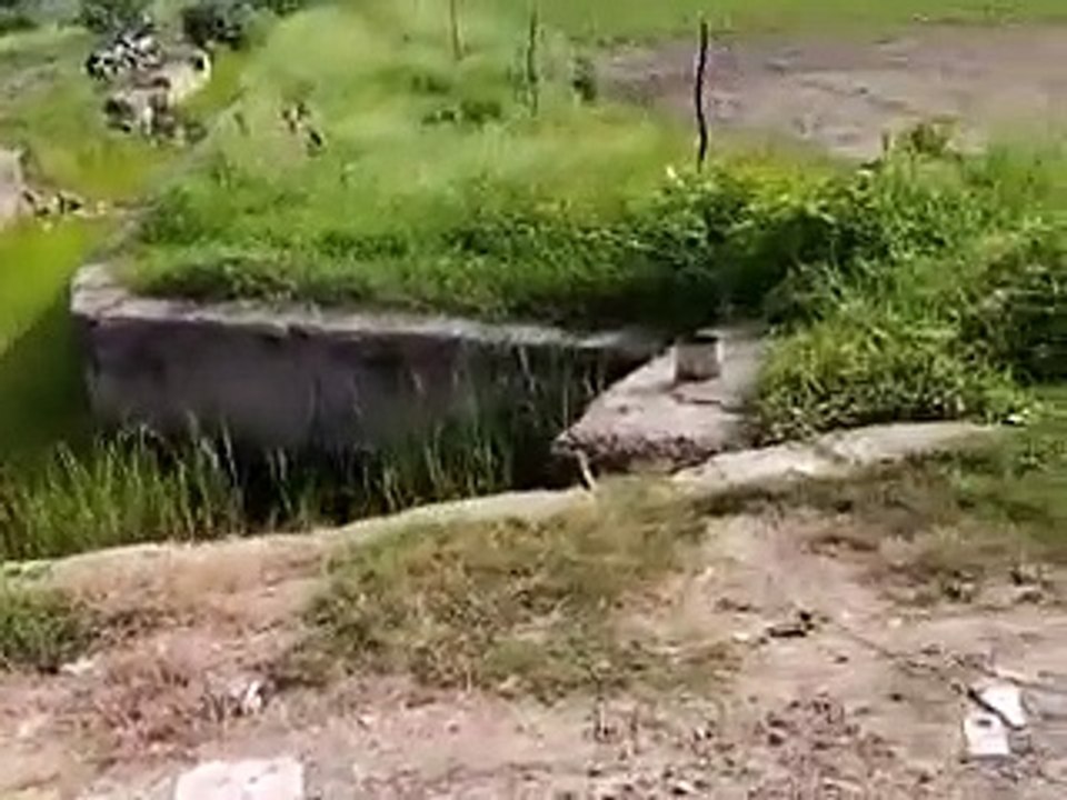 पानी के अभाव में सूखने लगी धान की फसल, नहरों में टेल तक नहीं पहुंचा पानी-video