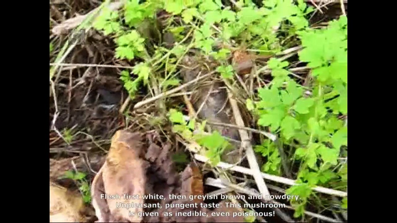 Scleroderma verrucosum. Champimaginatis. English Text
