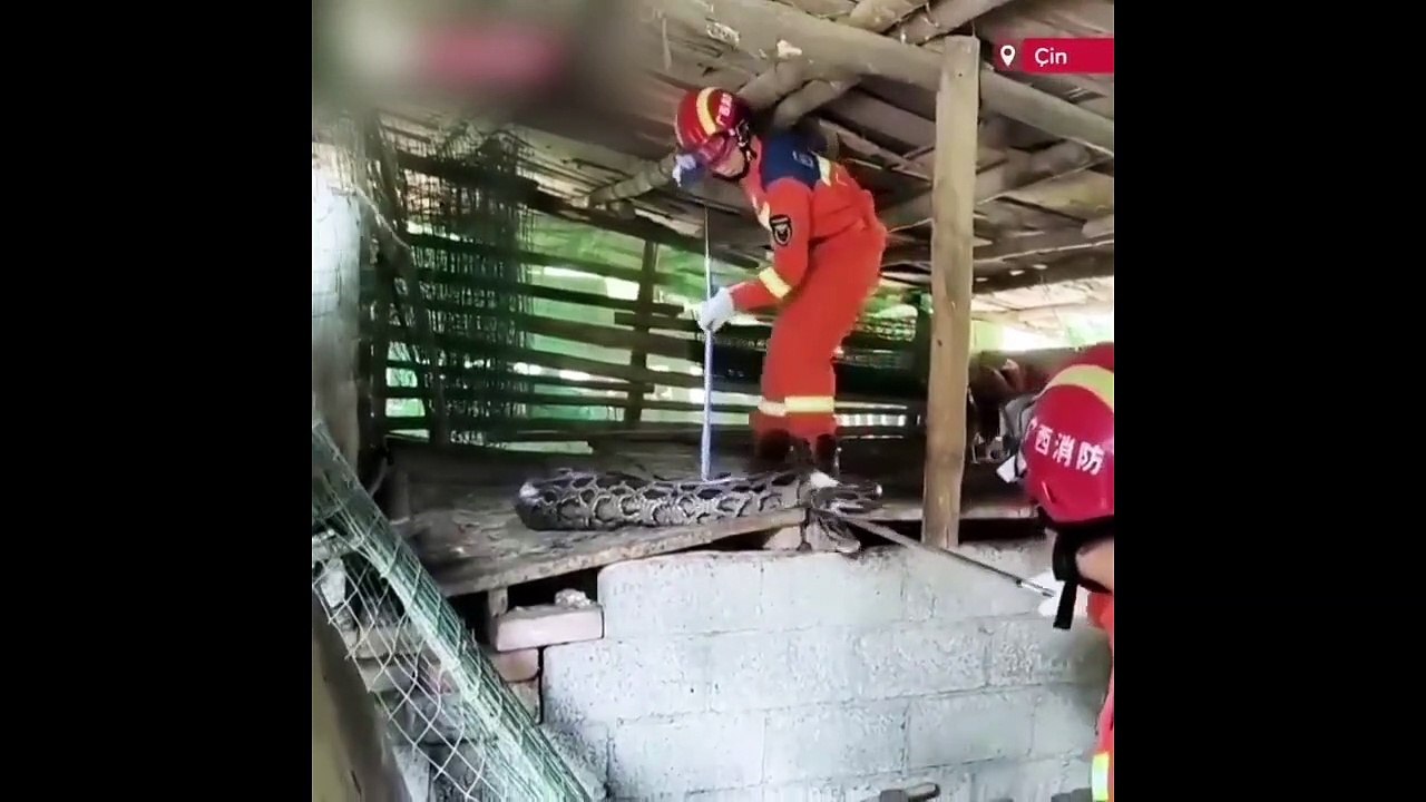 Yakalanınca strese giren dev piton yediği bütün tavukları çıkardı!