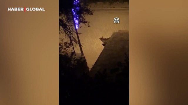 İlçeye inen ayıyı heyecanla kaydetti