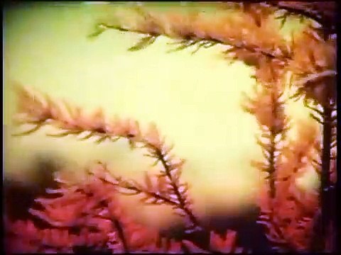 DOT AND THE KANGAROO (1977) 1h 15m. Voice Cast: Barbara Frawley, Joan Bruce, Spike Milligan, June Salter, Ross Higgins, Lola Brooks, Peter Gwynne, Ron Haddrick, Richard Meikle, George Assang, Kerrie Biddell, John Derum, Kevin Golsby, Anne Haddy.