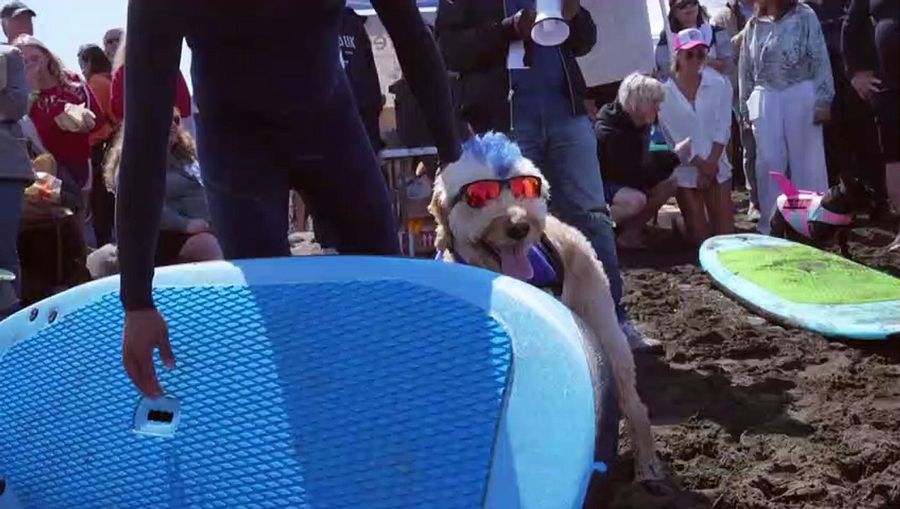 Surf's up for canines at World Dog Surfing Championships