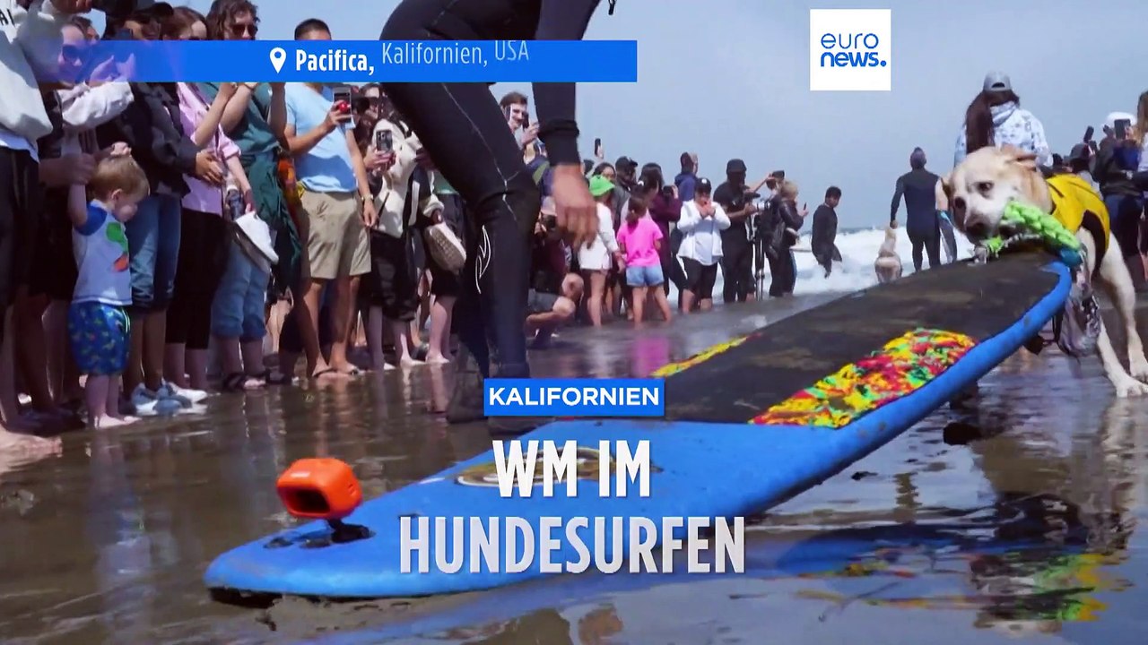 Zum Bellen komisch: WM im Hundesurfen in Kalifornien