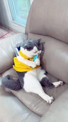 Funny cat videos | cute cats | Try not to laugh | Cat videos Compilation 2023