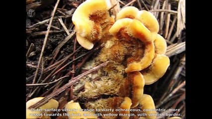 Stereum hirsutum. Champimaginatis. English Text