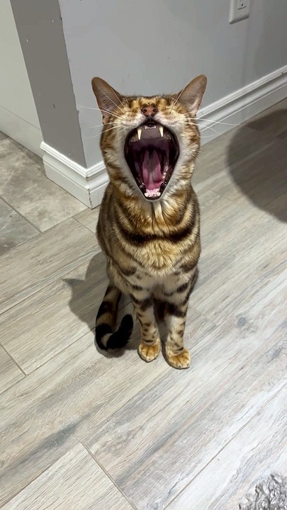 George's Biggest Yawn