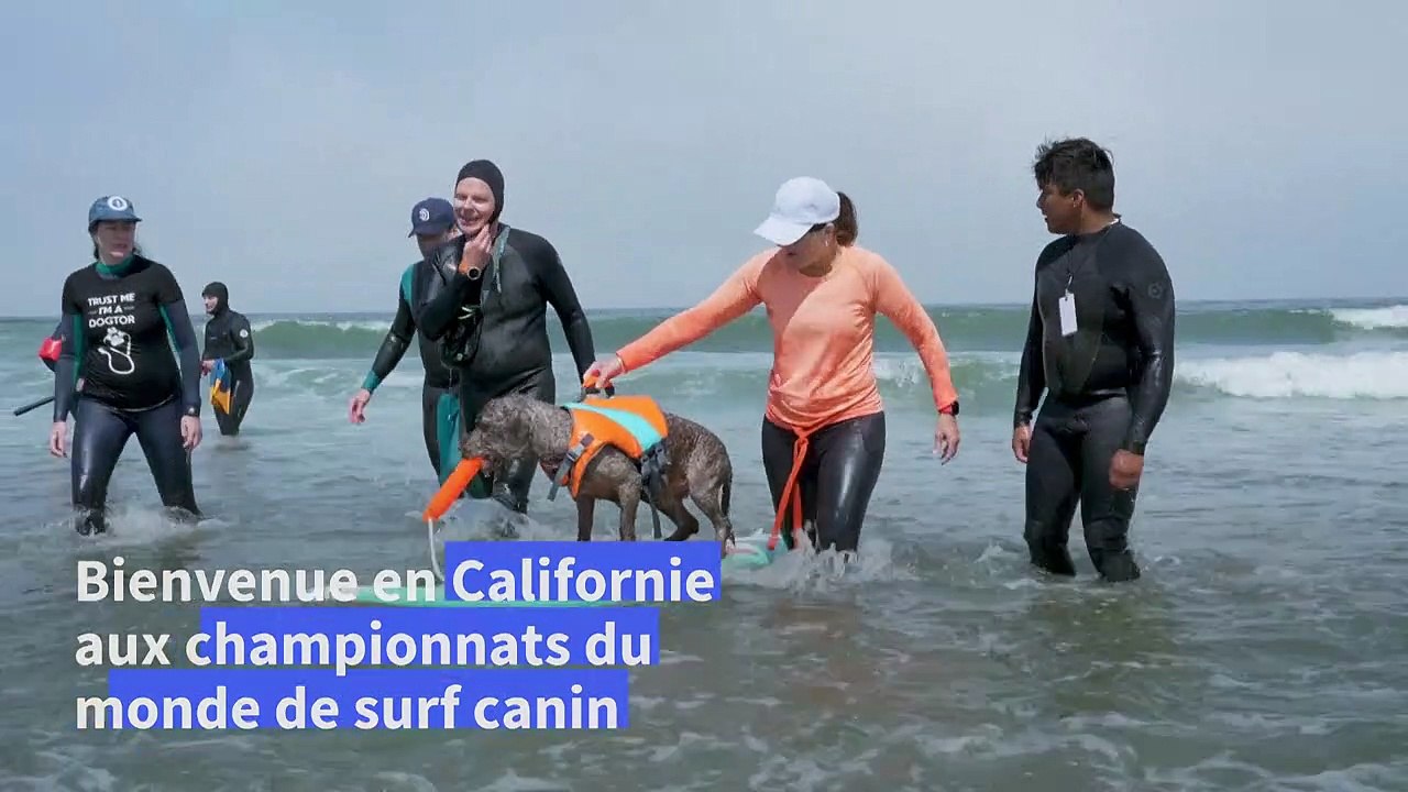 Californie: des chiens s'affrontent sur les vagues au championnat du monde de surf canin
