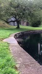 Snapping Turtle Climbs Out Of Pond