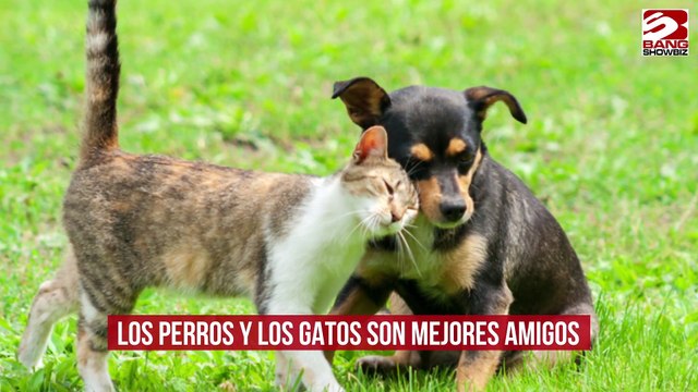 Los perros y los gatos son mejores amigos