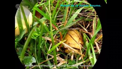 Stropharia coronilla. Champimaginatis. English Text