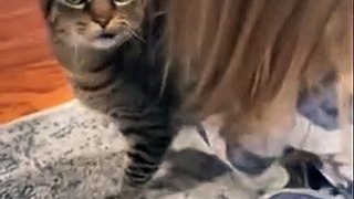 FUNNY CAT AND KID CIDEO