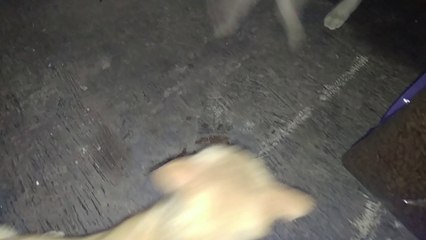 Feeding Street Cats Under the Moonlight - Adventures in the Dark