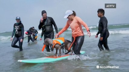 Canines compete at World Dog Surfing Championships