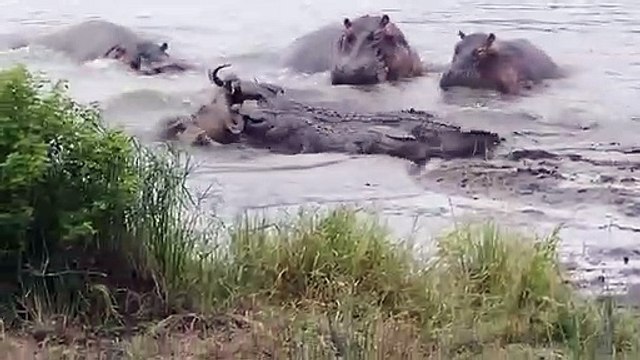 Hippo Rescues Wildebeest From Certain Death