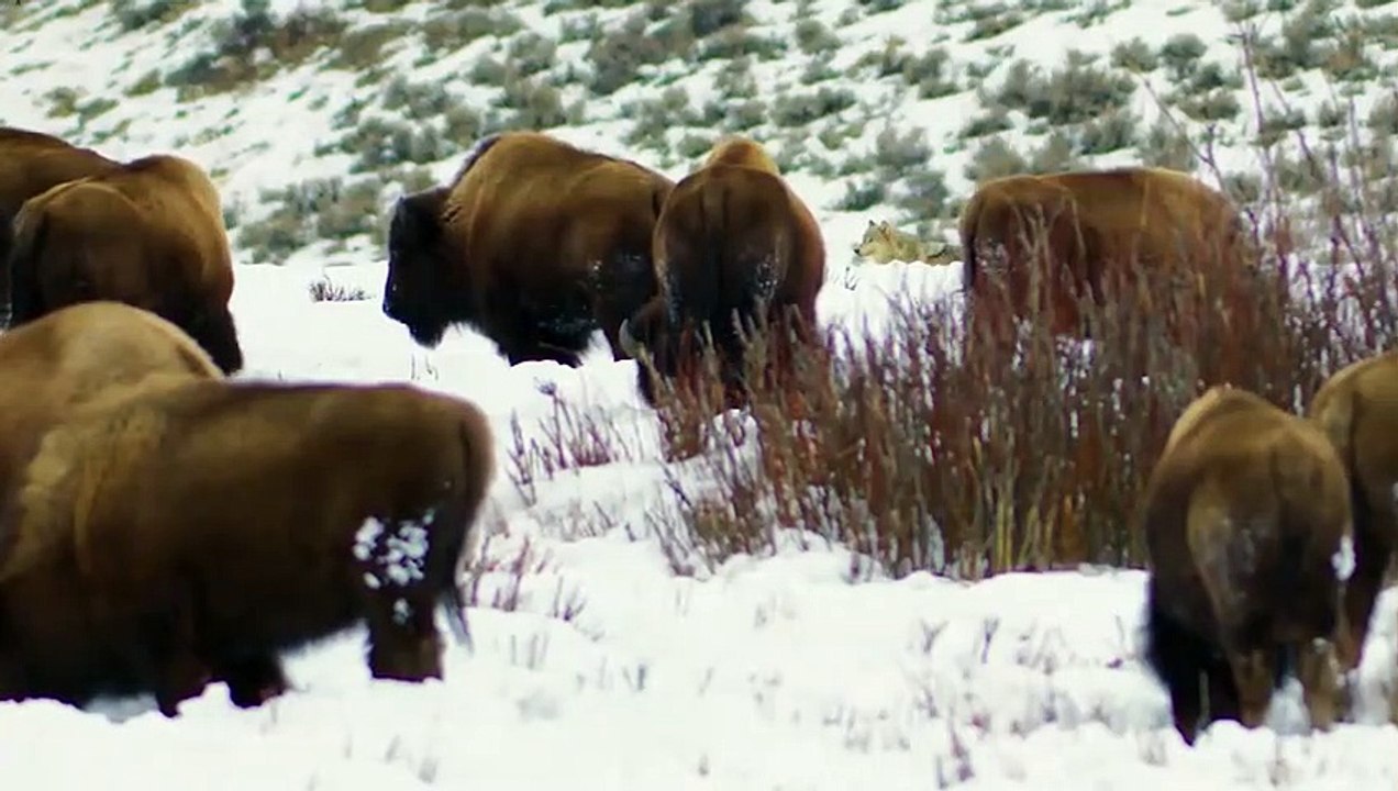 Wolves Shred Bison Calf in Front Of His Herd