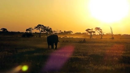 Hyenas Brutally End Life Before It Ever Starts