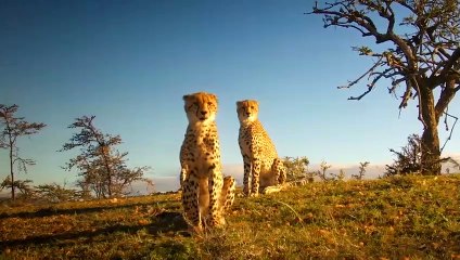 Look What Happens When The stupid Warthog Try To Escape Cheetahs Alone