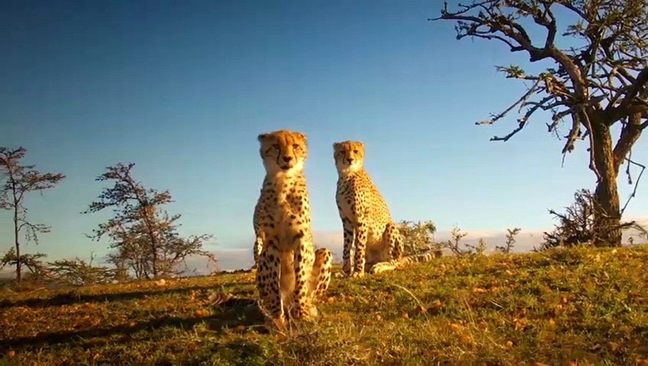 Look What Happens When The stupid Warthog Try To Escape Cheetahs Alone