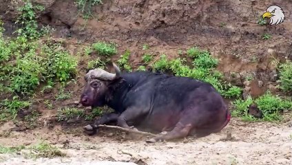 Injured Buffalo and Lion Waiting for Opportunity, What Happens Next  Wild Animals