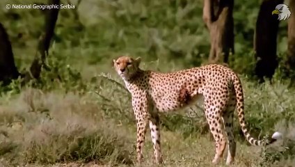 Injured Cheetah When Choosing Wrong Opponent, Can It Survive  Wild Animals