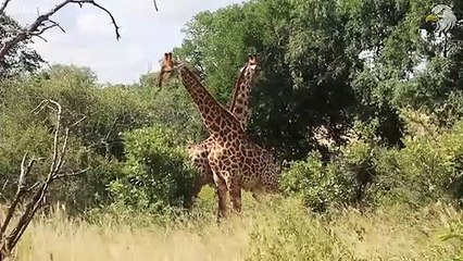 Injured Giraffe When Choosing Wrong Opponent, Can It Survive  Harsh Life Of Wild Animals