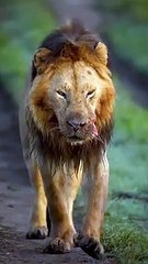 Injured Lions  #animals #wildanimal