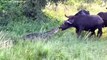 Terrible ! Evil Crocodile Suddenly Rushed To Bite The Poor Buffalo's Jaw Off , Can He Survive