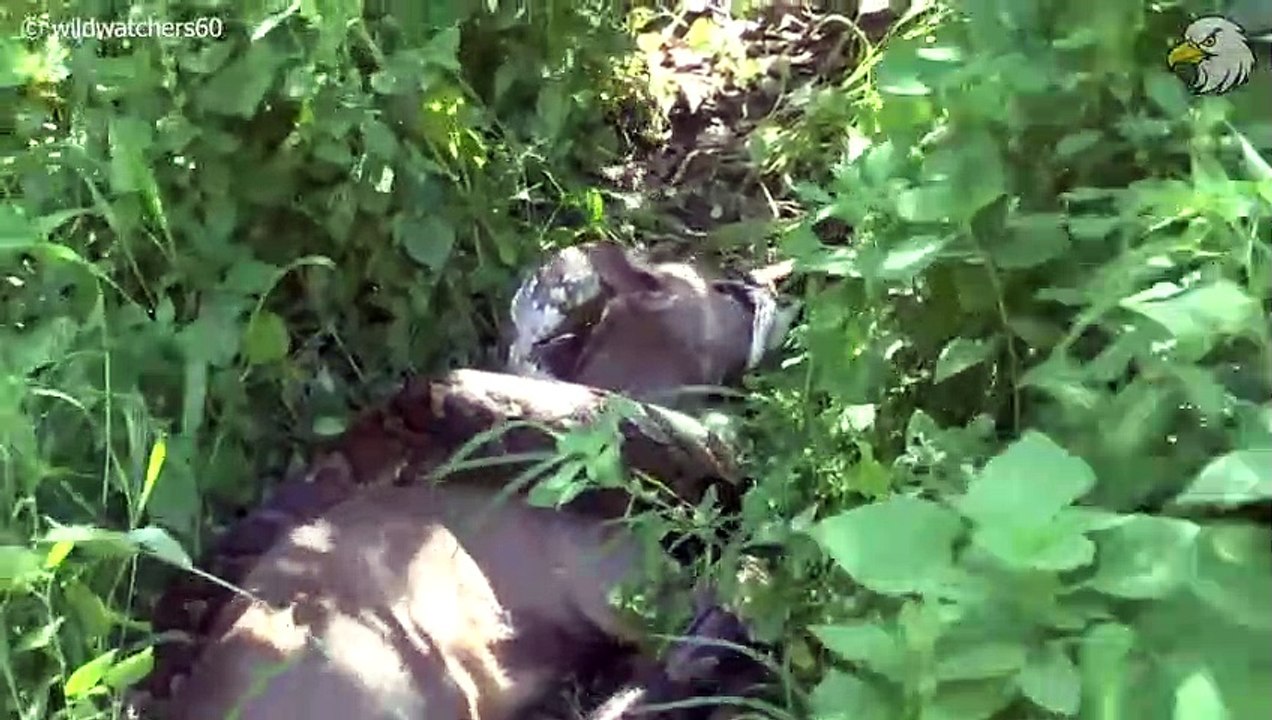 Injured Python While Trying To Swallow Its Prey And What Happens Next, Can It Survive  Wild Animals