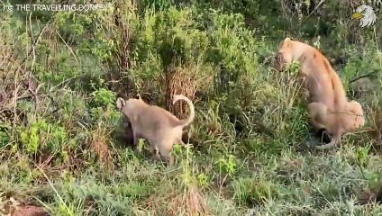 Injured Lion Cub Lost Mother And Can't Make Food, What Happen Next, Can It Survive Wild Animals