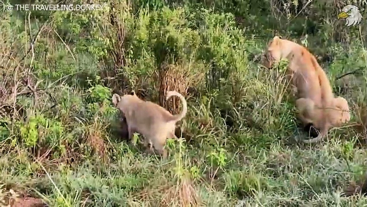 Injured Lion Cub Lost Mother And Can't Make Food, What Happen Next, Can It Survive Wild Animals