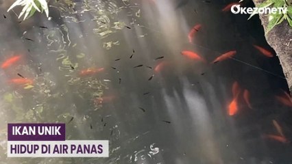 Download Video: Unik! Ikan Hidup di Air Panas Suhu 40 Derajat Celcius di Banjarnegara