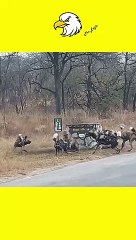 Hyena Cornered by Wild Dogs Calls for Backup