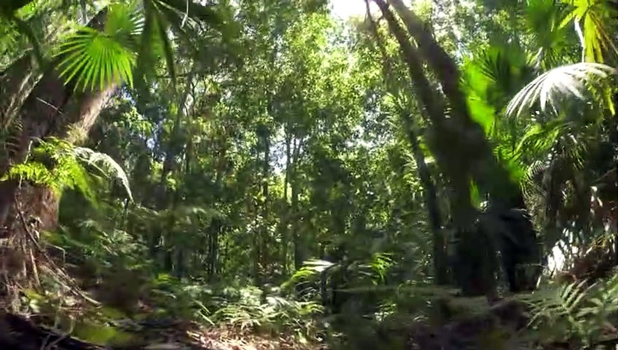 Why Does the Amazon River Create Monsters