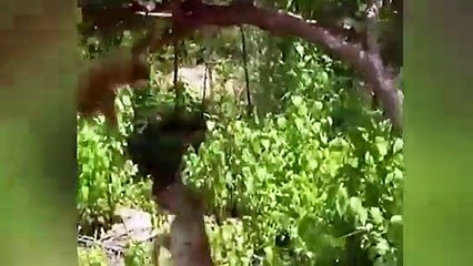 When Animals Messed With The Wrong Opponent