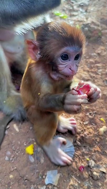Cute little monkey