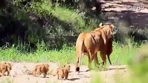 اللبوة الأم تعبر بصغارها نهر التماسيح المفترسة  في عالم الحيوانات المفترسة
